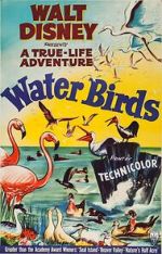 Watch Water Birds (Short 1952) 9movies