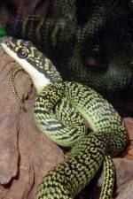 Watch National Geographic Snakes that Fly 9movies