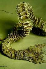 Watch Mongolian Death Worm 9movies