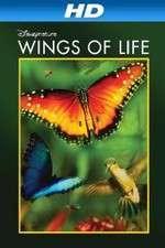 Watch Pollen 9movies