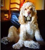 Watch War Dogs: America\'s Forgotten Heroes 9movies