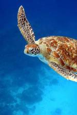 Watch Turtle 9movies