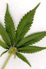 Watch Aphrodisiac! The Sexual Secret Of Marijuana 9movies